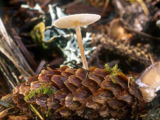 Baeospora myosura - Fungi species | sokos jishebi | სოკოს ჯიშები